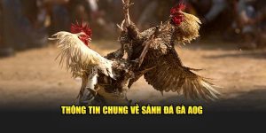 Sảnh AOG Đá Gà