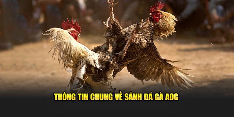 Sảnh AOG Đá Gà