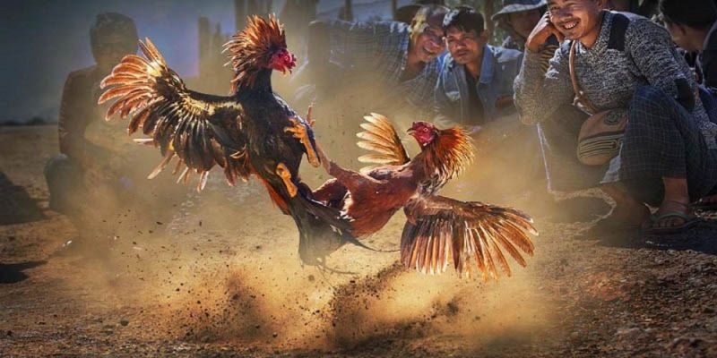 Trang bị thêm cựa sắt nhằm tăng tính sát thương