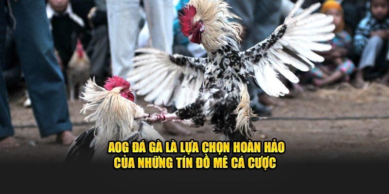 Giới thiệu sơ lược về sảnh chọi gà được yêu thích tại BET88